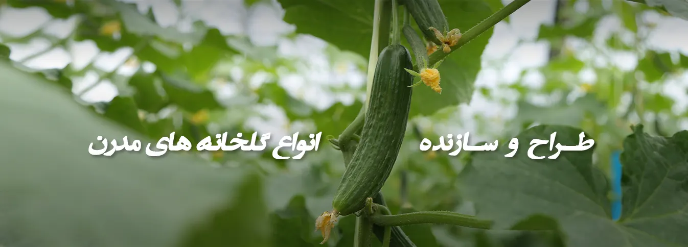 کشت هیدروپونیک خیار